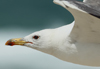 Larus armenicus